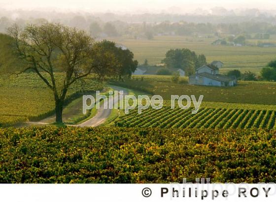 Paysage viticole (33V07610.jpg)