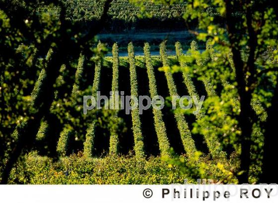 Vignoble Bordelais (33V07616.jpg)