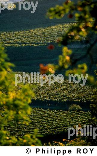 Paysage viticole (33V07703.jpg)