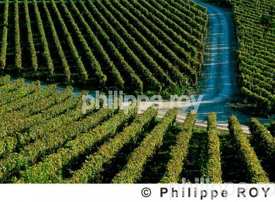 Paysage viticole (33V07735.jpg)