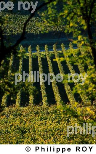 Paysage viticole (33V07802.jpg)