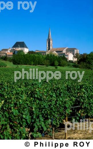 Paysage viticole (33V07905.jpg)