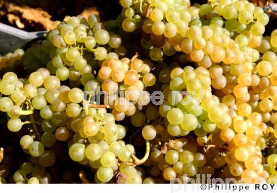 Les vendanges (33V09736.jpg)