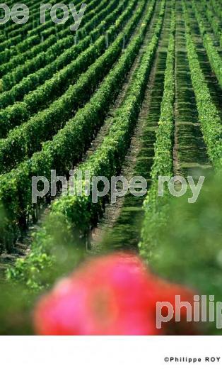 Paysage viticole (33V10128.jpg)
