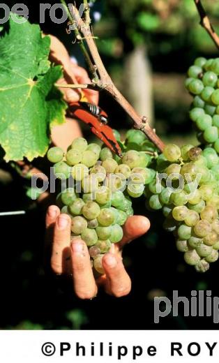 Les vendanges (33V10226.jpg)