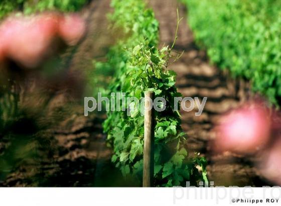 Vignoble Bordelais (33V10639.jpg)