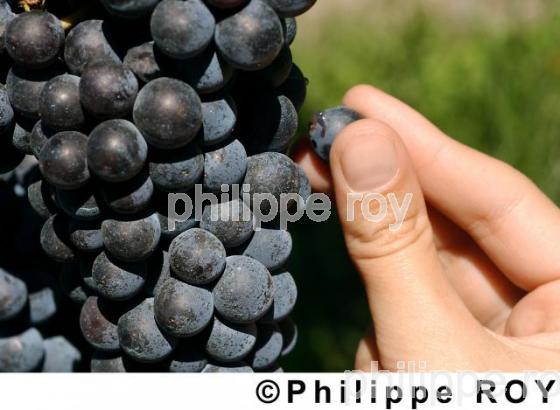 Oenologie - Vin de Bordeaux (33V11532.jpg)