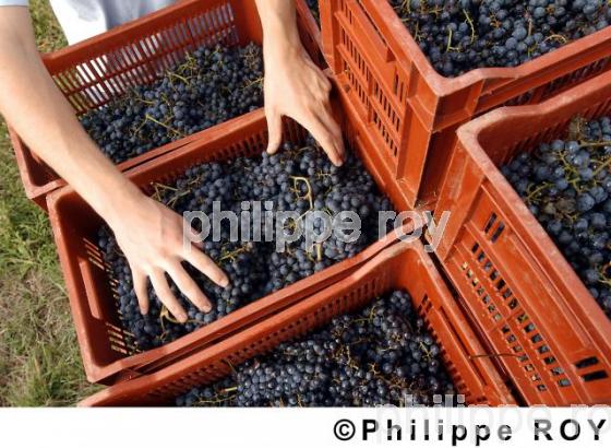 Les vendanges (33V11703.jpg)