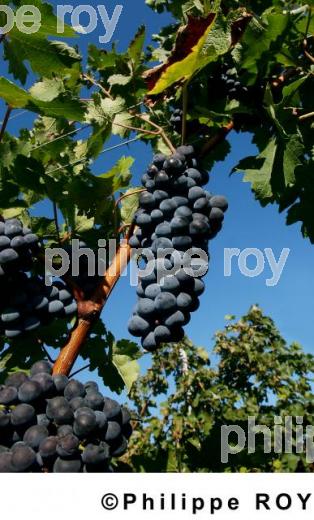 Tourisme viticole (33V11730.jpg)