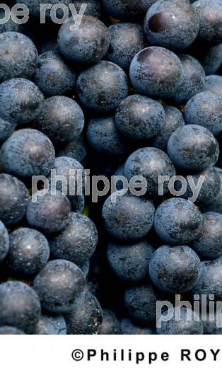 Les vendanges (33V11822.jpg)