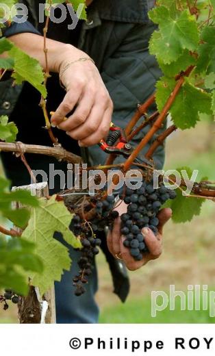 Les vendanges (33V11915.jpg)