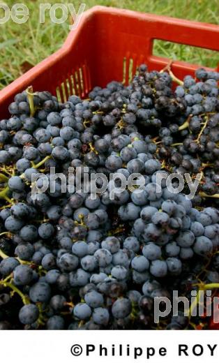 Les vendanges (33V11916.jpg)