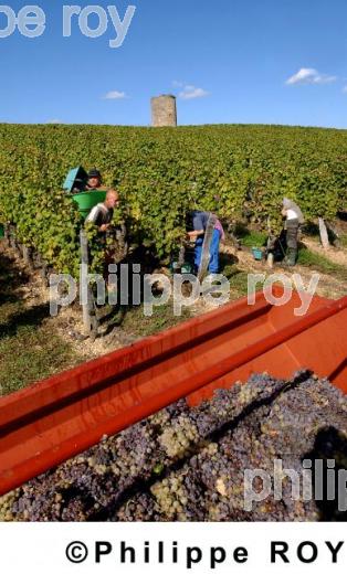 Les vendanges (33V12030.jpg)
