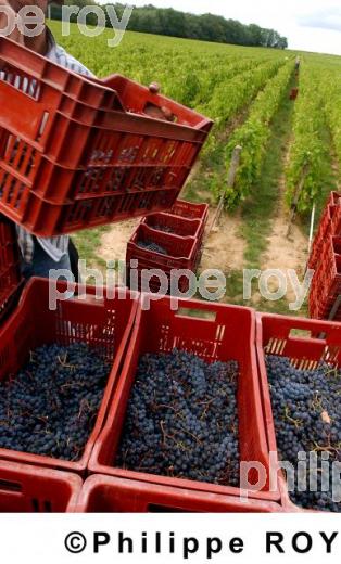 Les vendanges (33V12521.jpg)