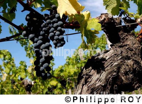 Les vendanges (33V12715.jpg)