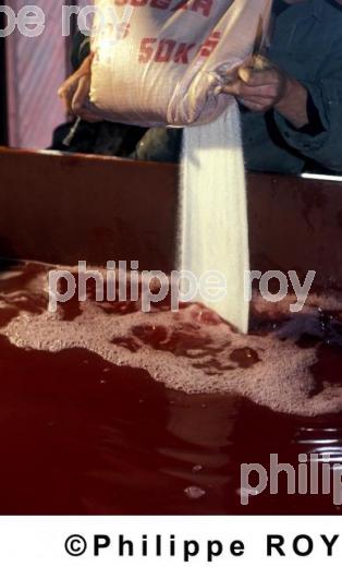 Vinification (33V13519.jpg)