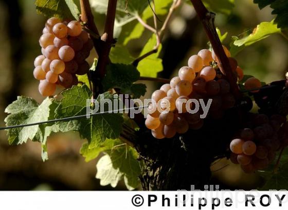 Les vendanges (33V13734.jpg)