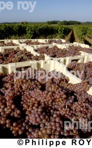 Les vendanges (33V13739.jpg)