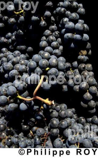 Les vendanges (33V13828.jpg)