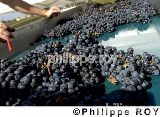 Les vendanges (33V13829.jpg)