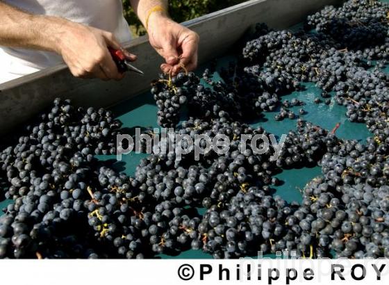 Les vendanges (33V13830.jpg)