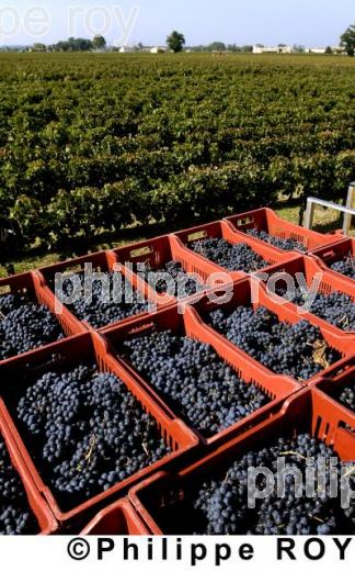 Les vendanges (33V13833.jpg)