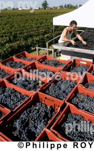 Les vendanges (33V13834.jpg)