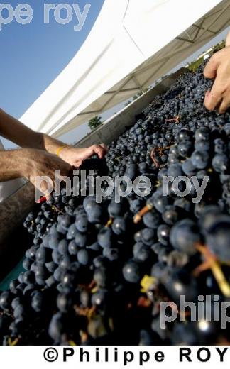 Les vendanges (33V13901.jpg)