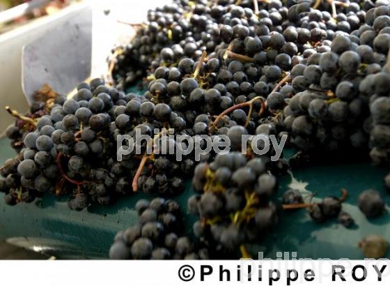 Les vendanges (33V13909.jpg)