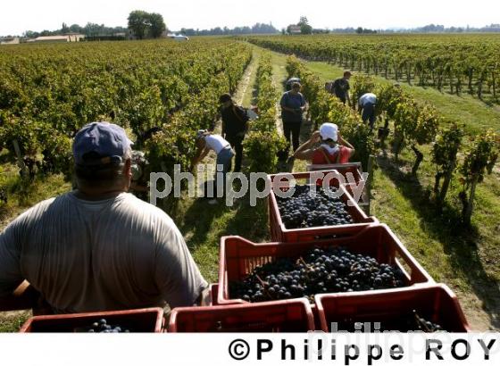 Les vendanges (33V13915.jpg)