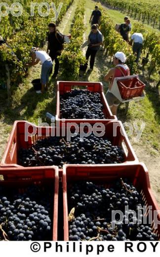 Les vendanges (33V13917.jpg)
