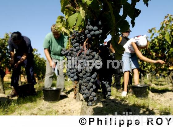 Les vendanges (33V13922.jpg)