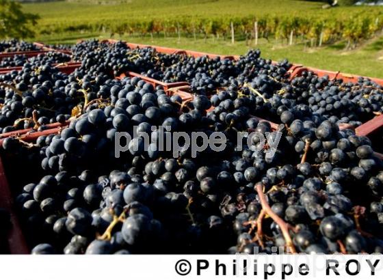 Les vendanges (33V14004.jpg)