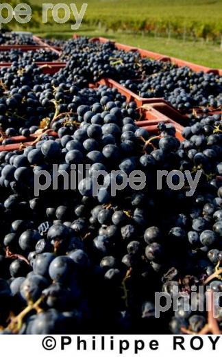 Les vendanges (33V14005.jpg)