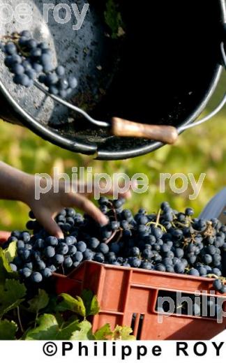 Les vendanges (33V14006.jpg)