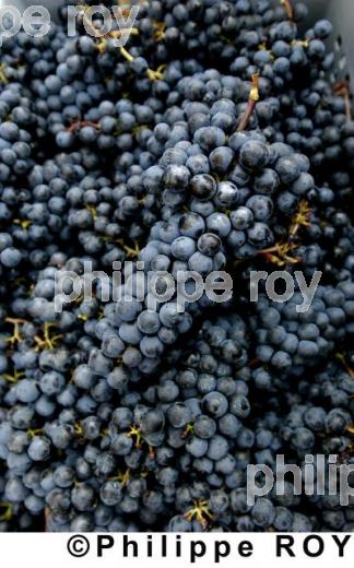 Les vendanges (33V14012.jpg)