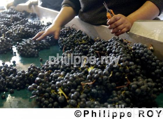 Les vendanges (33V14027.jpg)