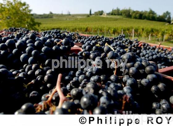 Les vendanges (33V14030.jpg)