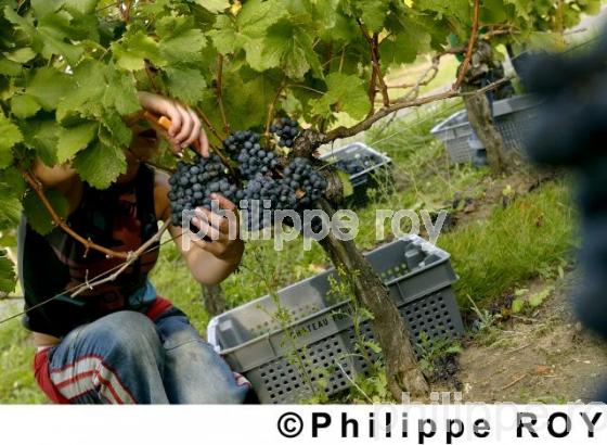 Les vendanges (33V14105.jpg)