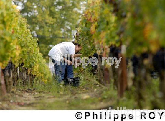 Les vendanges (33V14106.jpg)