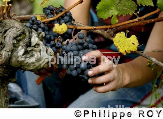 Les vendanges (33V14107.jpg)