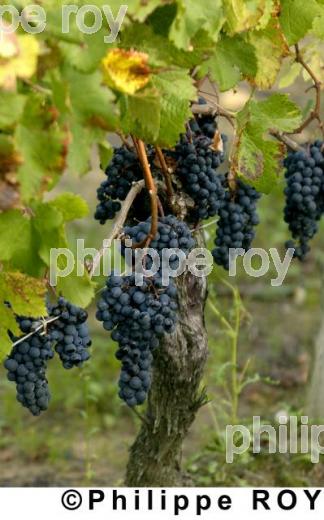 Les vendanges (33V14112.jpg)