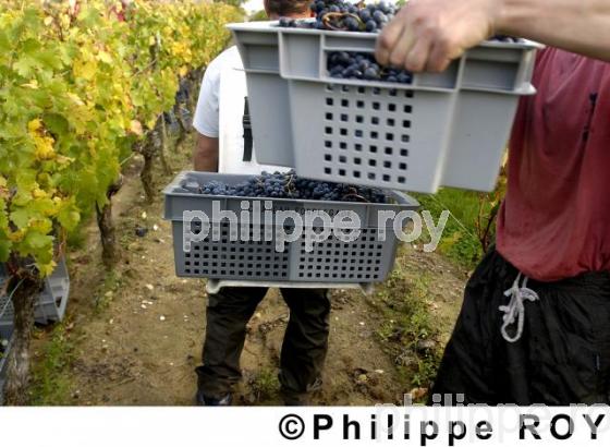 Les vendanges (33V14113.jpg)
