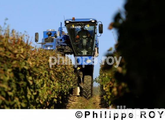 Les vendanges (33V14124.jpg)
