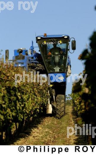 Les vendanges (33V14125.jpg)