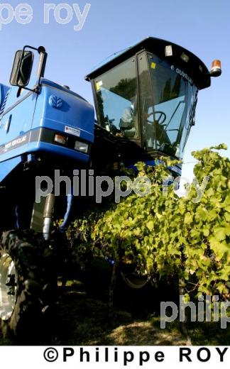 Les vendanges (33V14218.jpg)