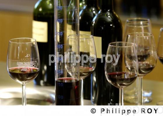 Oenologie - Vin de Bordeaux (33V14929.jpg)