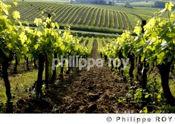 Vignoble Bordelais (33V15126.jpg)