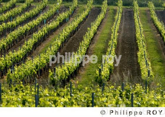 Vignoble Bordelais (33V15129.jpg)