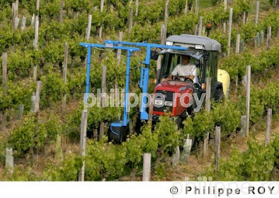 Travail de la vigne (33V15133.jpg)